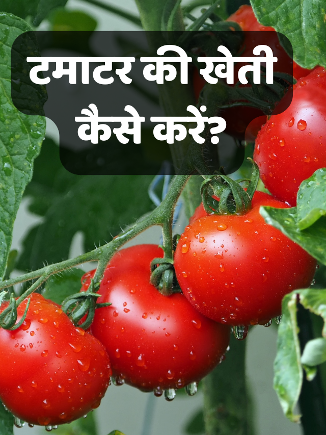 Tomato Farming (Cultivation) Idea in Hindi