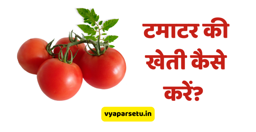 टमाटर की खेती कैसे करें?  | Tomato Farming (Cultivation) Idea in Hindi