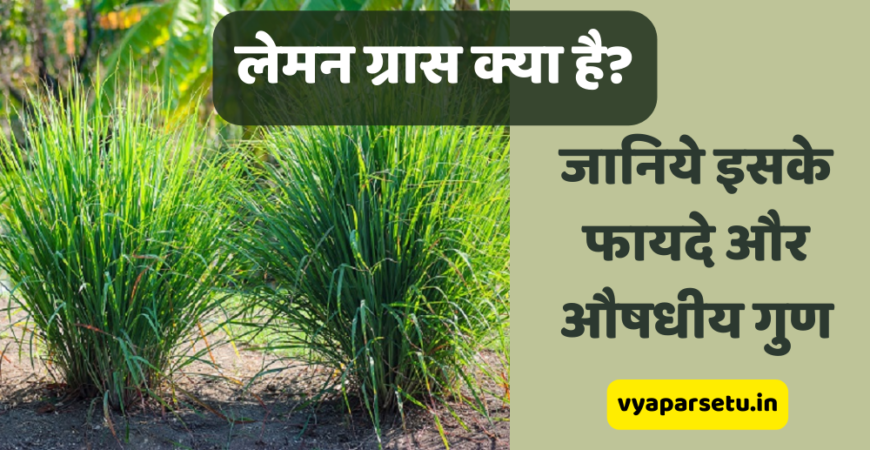 लेमन ग्रास क्या है? जानिये इसके फायदे और औषधीय गुण | Lemon Grass in Hindi
