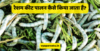 रेशम कीट पालन कैसे किया जाता है? | Silk Farming in Hindi