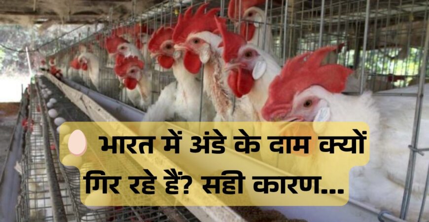 🥚 भारत में अंडे के दाम क्यों गिर रहे हैं? सही कारण…